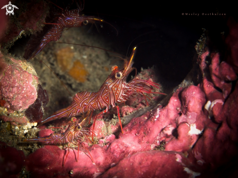 A  Bruce's hinge-beak shrimp