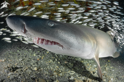 A Sand Tiger Shark