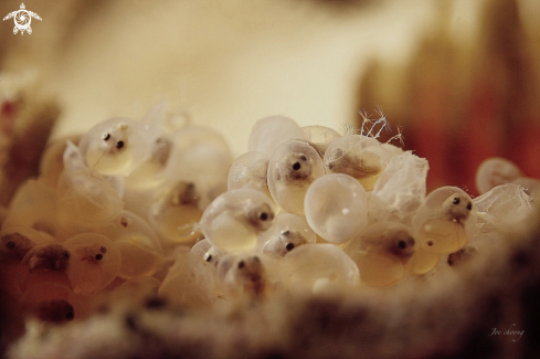 A Frogfish eggs