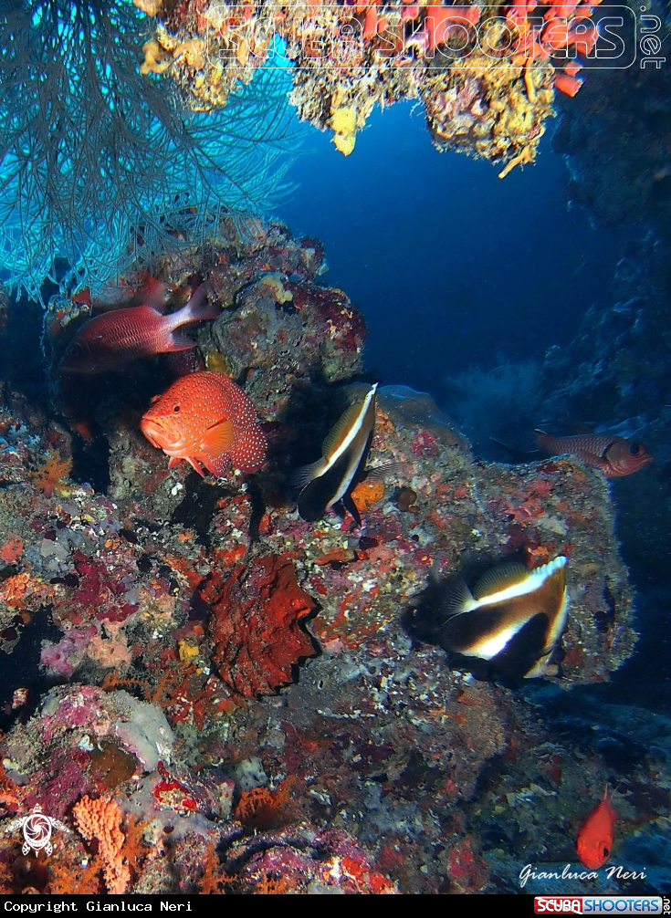 A Reef fishes