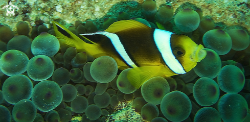 A clownfish