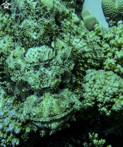 A scorpion fish