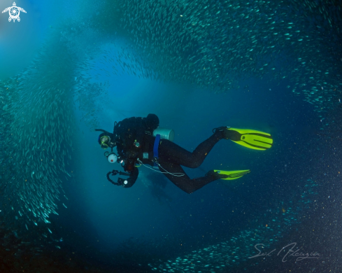 A Sardine Run