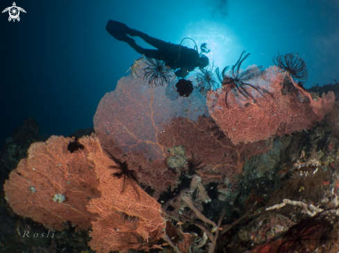 A Silhouette Diver