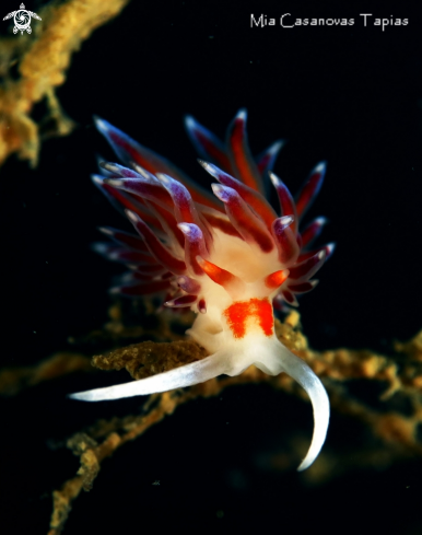 A Cratena  (nudibranch)