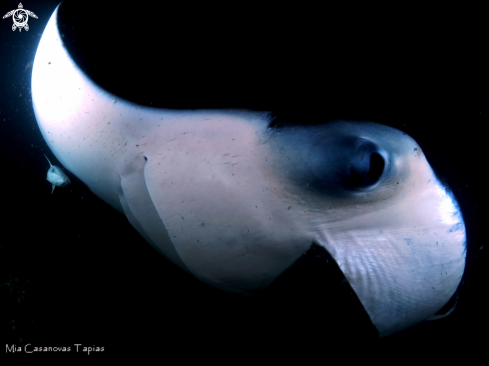 A Manta ray