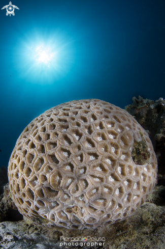 A Coral