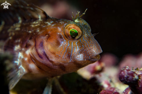 A Seaweed Blenny