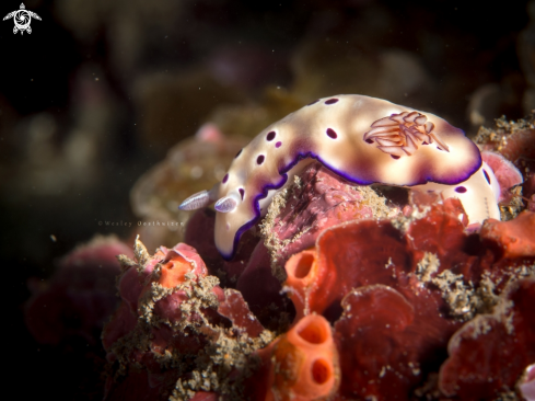 A Leopard head flapper nudibranch