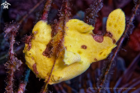 A Frogg Fish is hunting