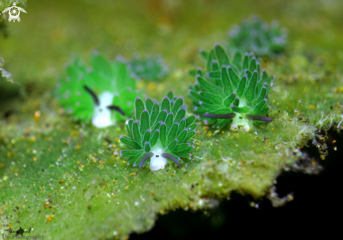 A Costasiella sp | Costasiella sp