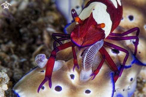 A EMPEROR SHIMP AND NUDIBRANCH