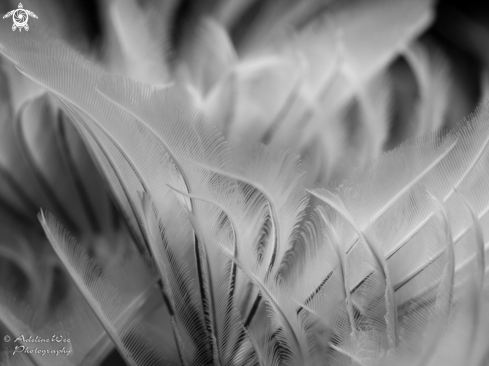 A Feather duster worms