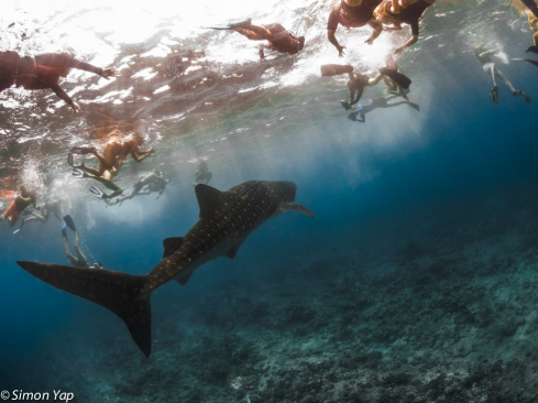 A Rhincodon typus | Whale Shark