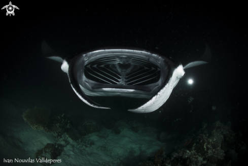 A Manta 