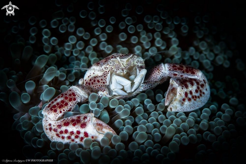 A Porcellana crab