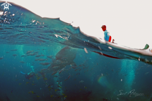 A whaleshark