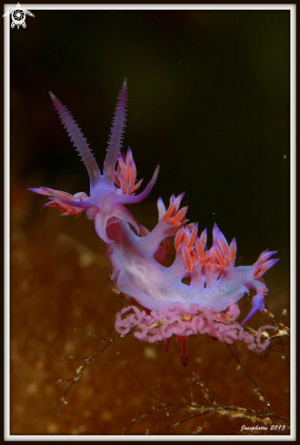 A Nudi branch