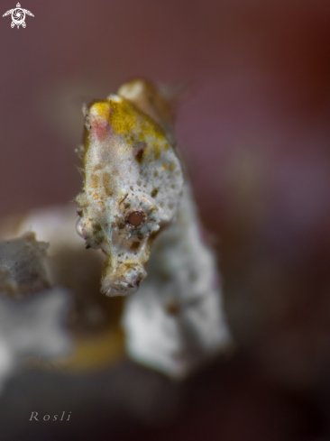 A Pontohi Pygmy Seahorse