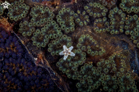 A Star Ascidian and sea star