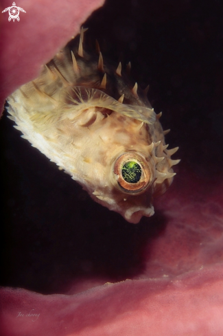 A Cyclichthys orbicularis | Birdbeak burrfish