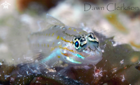 A Coryphopterus glaucofraenum | Bridled Goby