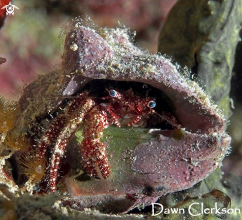 A Paguristes punticeps | White Speckled Hermit Crab