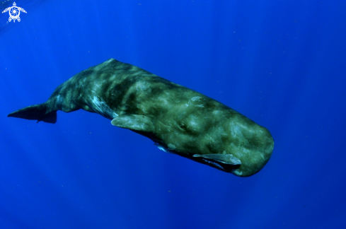 A Physeter catodon | Sperm Whale