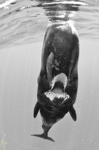 A Sperm Whale