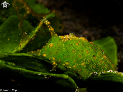 A Petalifera ramosa | Ramose Sea Hare