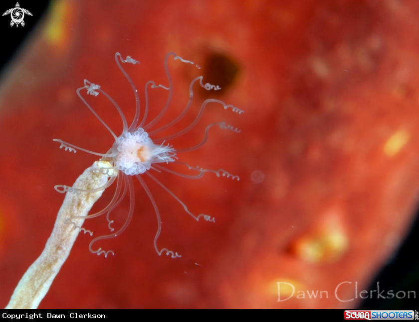 A Solitary Hydroid