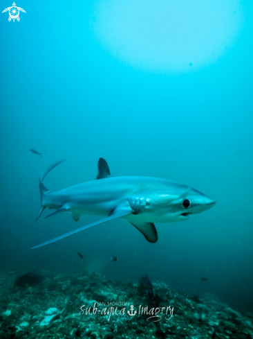 A Thresher Shark