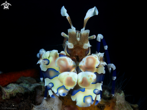 A Harlequin shrimp