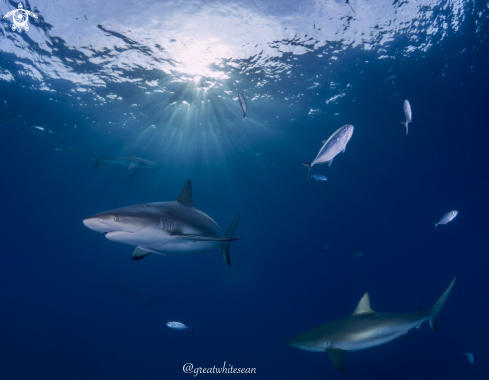 A Carcharhinus Perezi | Caribbean Reef Shark