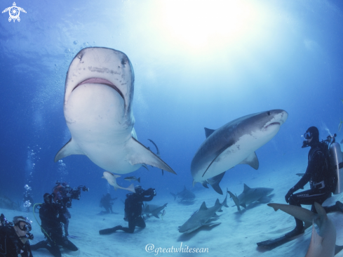 A Galeocerdo cuvier | Tiger Shark