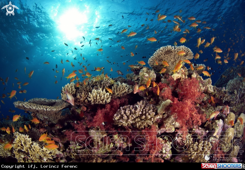 A Red Sea Reef
