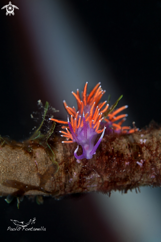 A flabellina ischitana