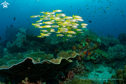 A yellow snapper