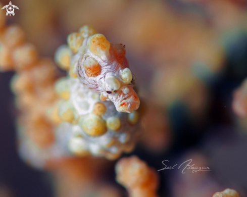 A Denise Pygmy Seahorse