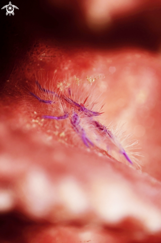 A Hairy Squat Lobster