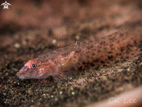 A GOBY