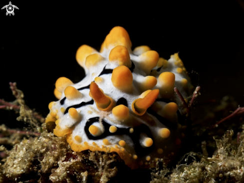 A phyllidia ocellata