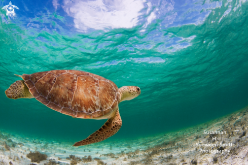 A Hawksbill Turtle