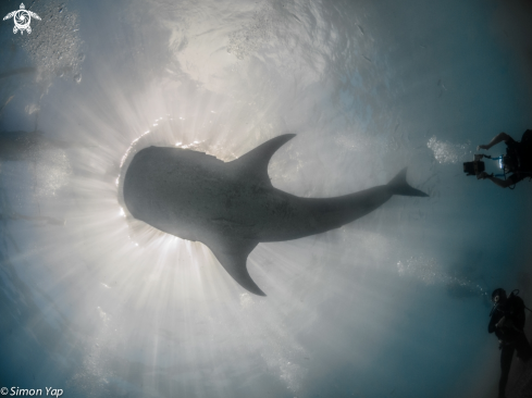 A Rhincodon typus | Whale shark
