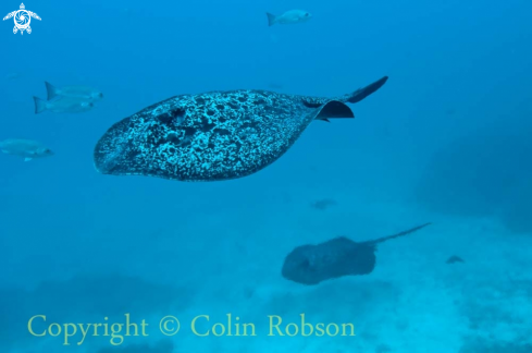 A stingray