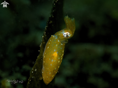 A Pigmy Squid