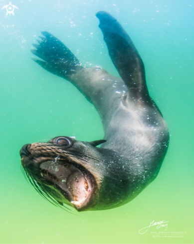 A Seal