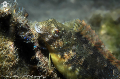 A Brown sabretooth blenny