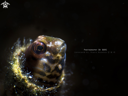 A Blenny 