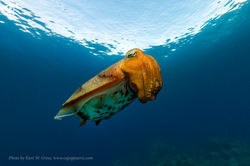 A cuttlefish